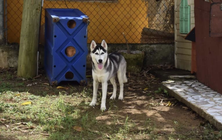 Akira, a Siberian Husky (5.5% unresolved) tested with EmbarkVet.com