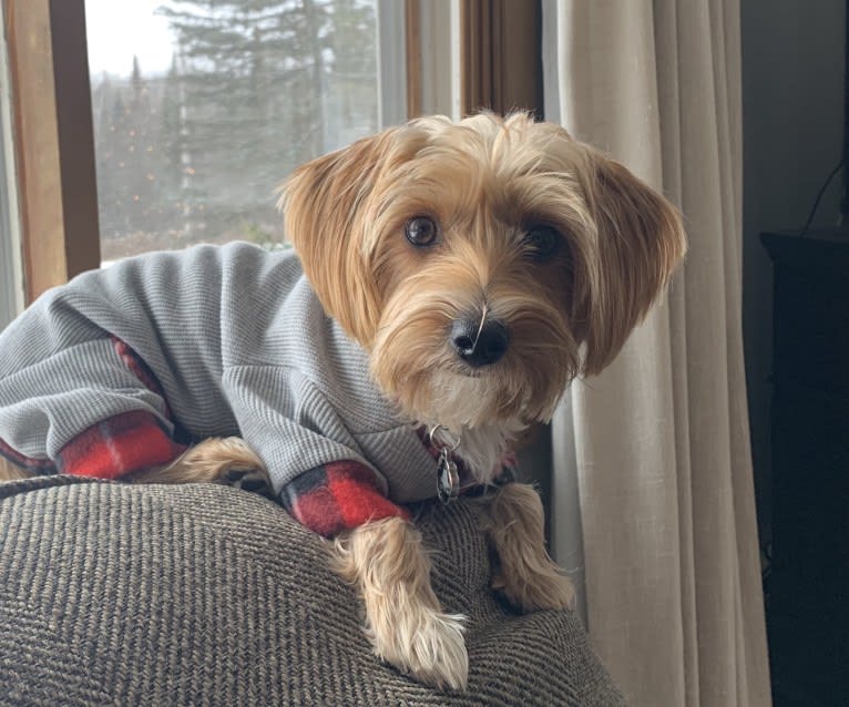 Winslow, a Yorkshire Terrier and Dachshund mix tested with EmbarkVet.com