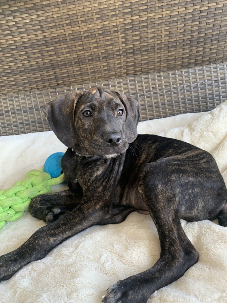 Maverick, a Mountain Cur tested with EmbarkVet.com