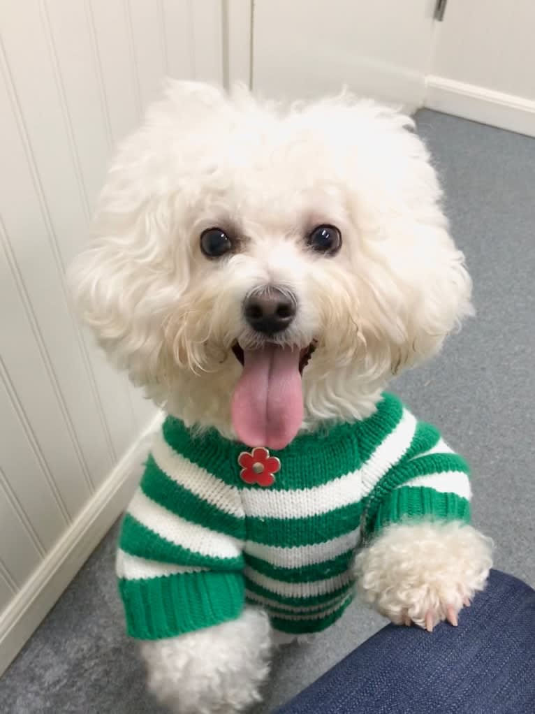 Georgia Caroline, a Bichon Frise tested with EmbarkVet.com