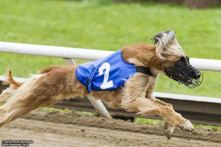 Kepi, an Afghan Hound tested with EmbarkVet.com