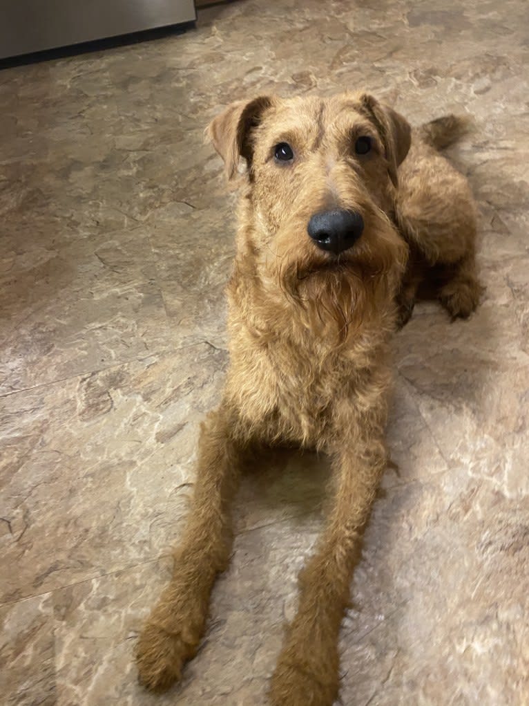 Slainte, an Irish Terrier tested with EmbarkVet.com
