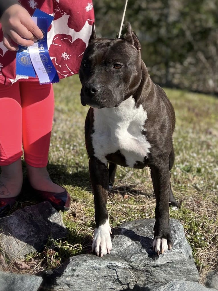 Wildfire, an American Staffordshire Terrier tested with EmbarkVet.com
