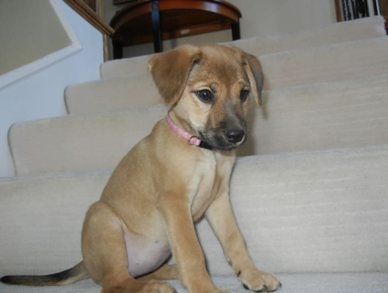 Daisy, a Labrador Retriever and Rottweiler mix tested with EmbarkVet.com