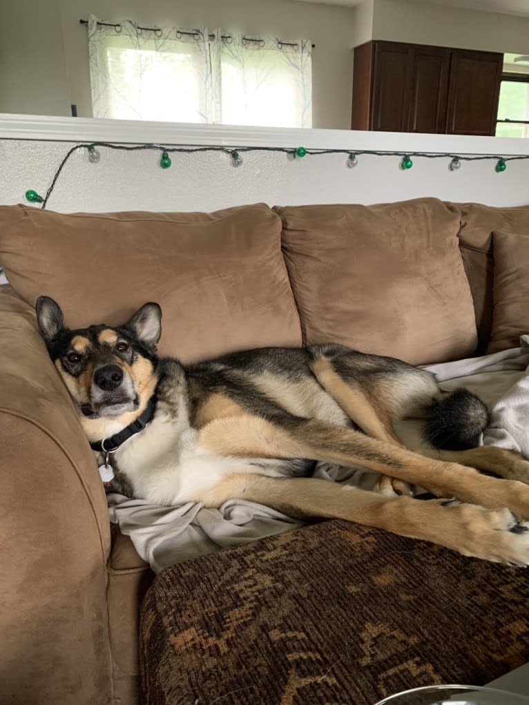 Bauer, an Alaskan Malamute and Shetland Sheepdog mix tested with EmbarkVet.com