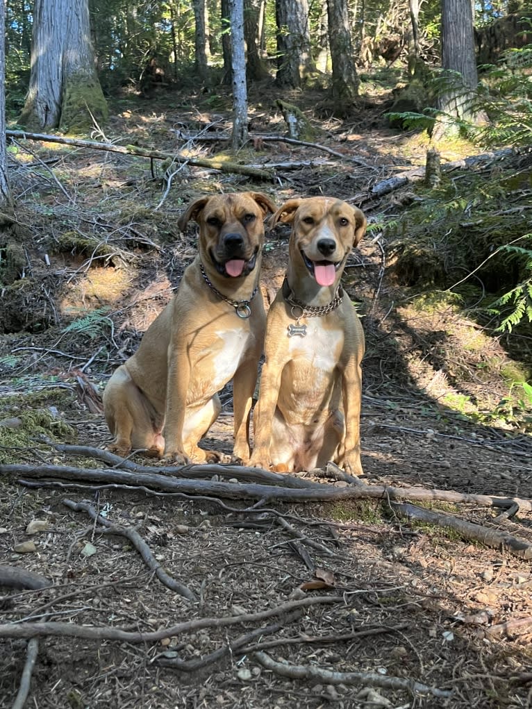 Her name is Sage, an American Bulldog and Labrador Retriever mix tested with EmbarkVet.com