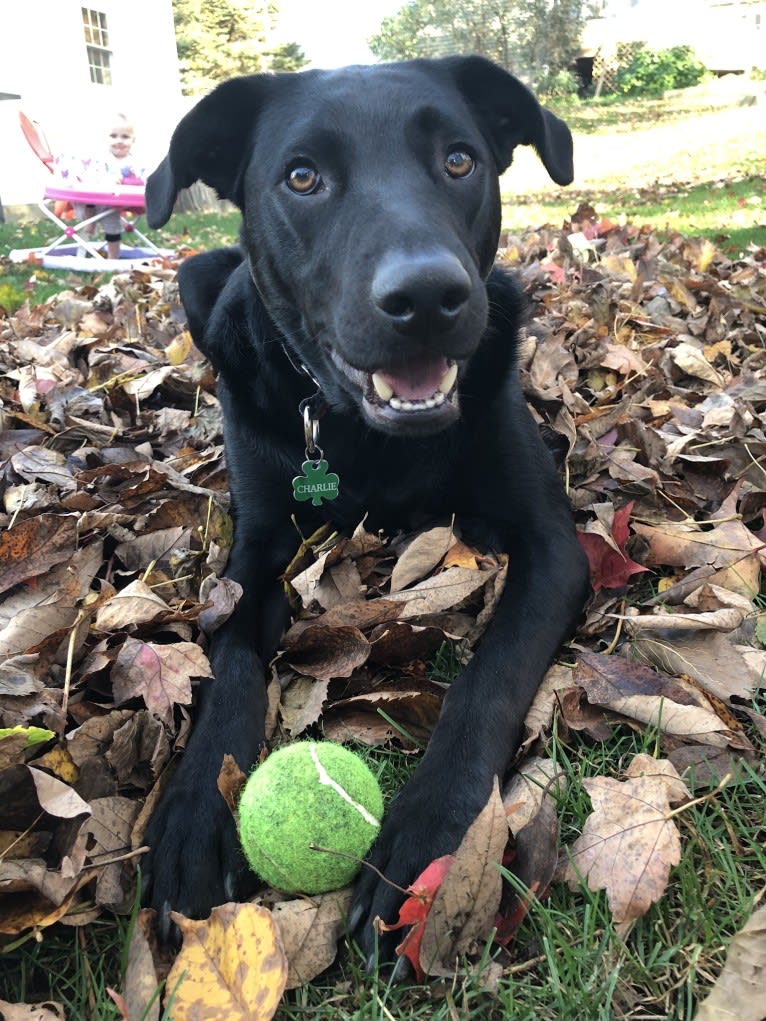 Charlie, an Australian Cattle Dog and Labrador Retriever mix tested with EmbarkVet.com