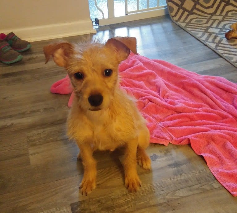 Zuma, a Chihuahua and Pomeranian mix tested with EmbarkVet.com