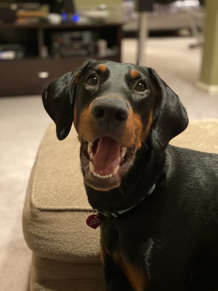 Arlo, a Doberman Pinscher tested with EmbarkVet.com