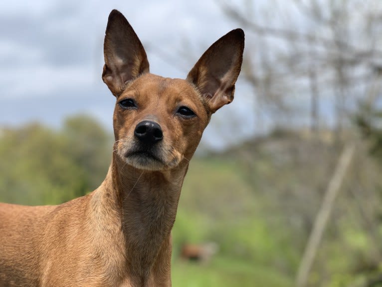 Phoebe, an European Village Dog and Miniature Pinscher mix tested with EmbarkVet.com