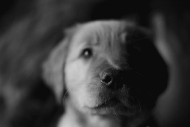 Pierre-luc, a Golden Retriever tested with EmbarkVet.com