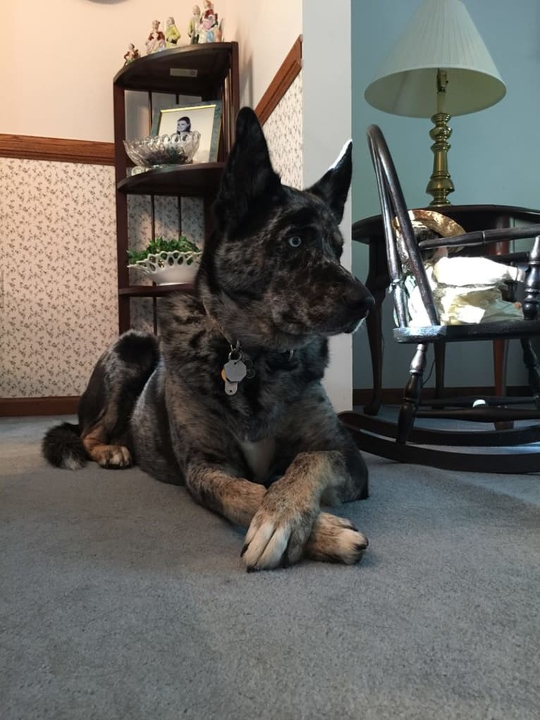 Winkee, a Catahoula Leopard Dog and Siberian Husky mix tested with EmbarkVet.com