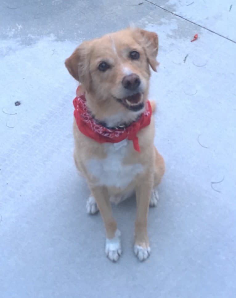 Darwin, an English Springer Spaniel and Beagle mix tested with EmbarkVet.com