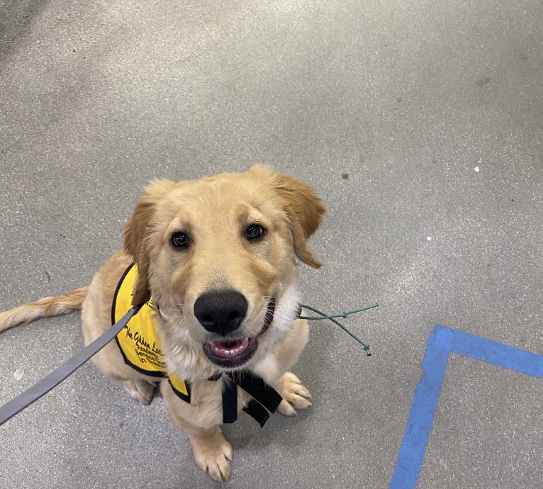 Echo, a Golden Retriever and Labrador Retriever mix tested with EmbarkVet.com