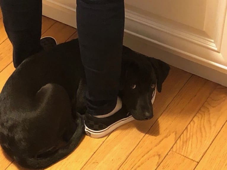 Grace, a Labrador Retriever and American Foxhound mix tested with EmbarkVet.com