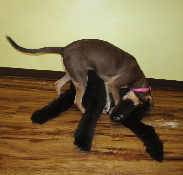 Beach's Dorie Jade, a Catahoula Leopard Dog tested with EmbarkVet.com