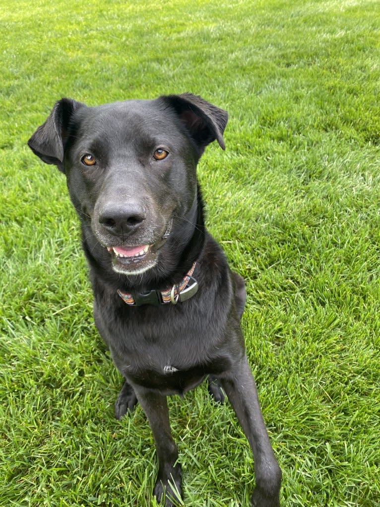 Lucas, a Chow Chow and Labrador Retriever mix tested with EmbarkVet.com