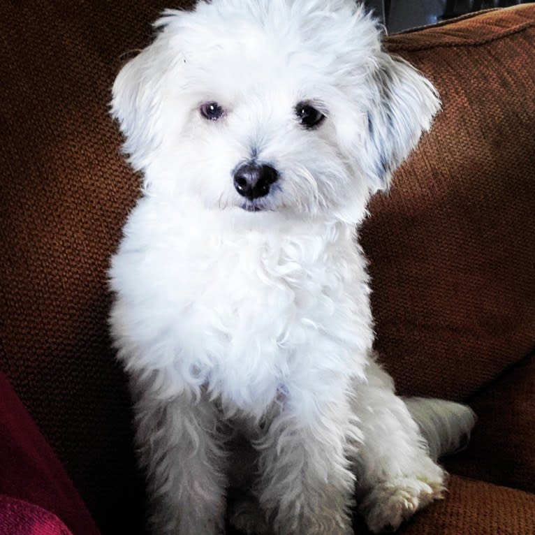 Peach, a Havanese and Bichon Frise mix tested with EmbarkVet.com