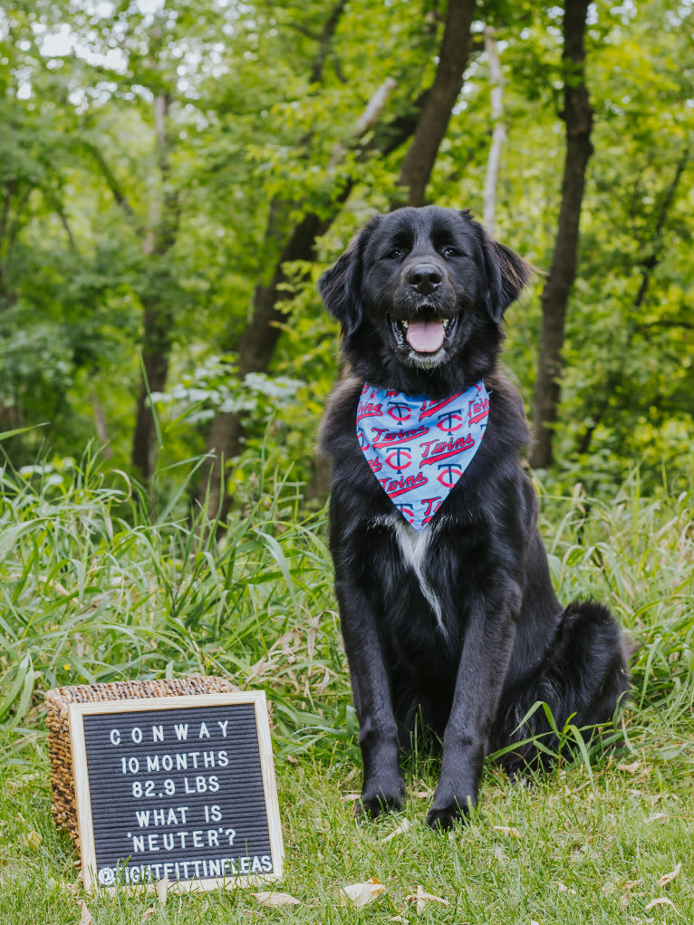 Conway, a Golden Retriever and Great Pyrenees mix tested with EmbarkVet.com