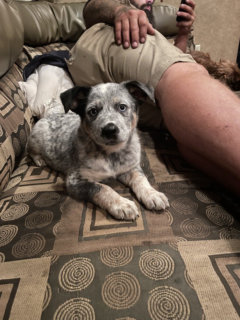 Concho Waylon Willis, an Australian Cattle Dog tested with EmbarkVet.com