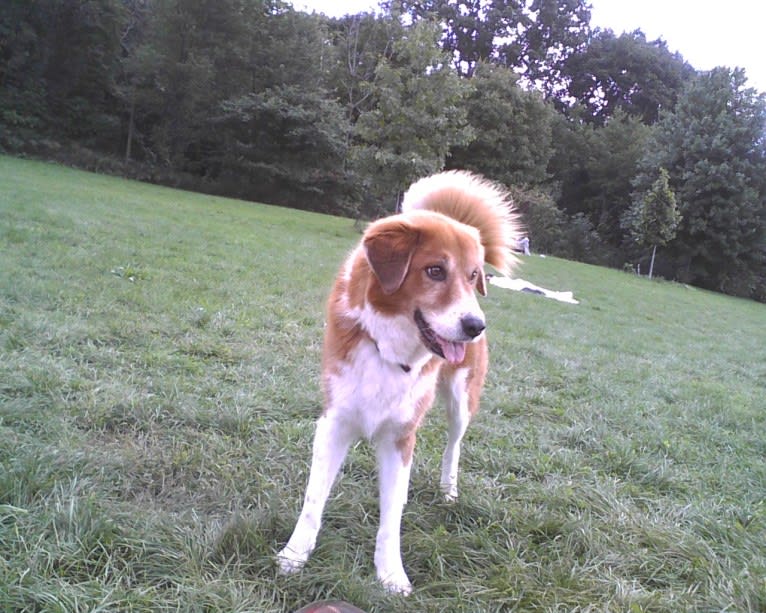 Bentley, a Chow Chow and Labrador Retriever mix tested with EmbarkVet.com