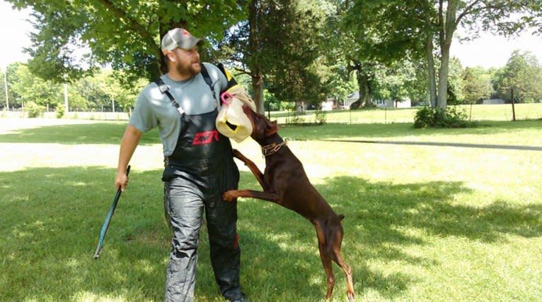 Enzo, a Doberman Pinscher tested with EmbarkVet.com