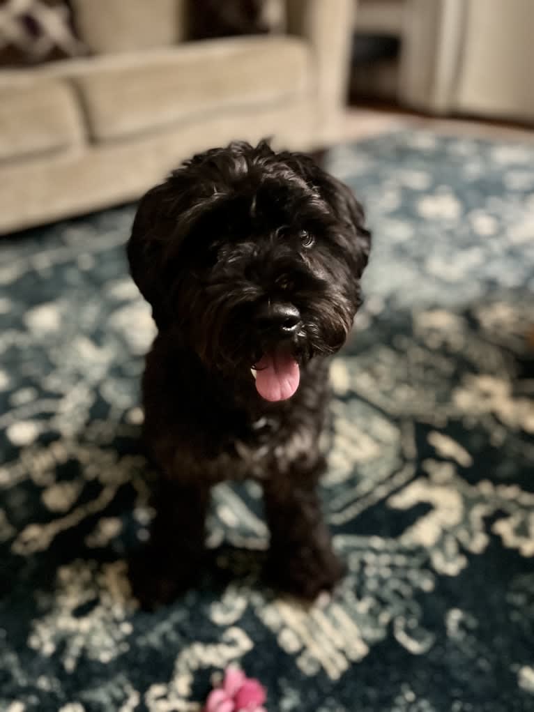 Maxwell (Supaypawawa), a Miniature Schnauzer and Silky Terrier mix tested with EmbarkVet.com