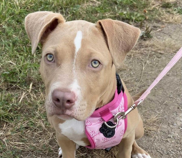 Storm, an American Bully tested with EmbarkVet.com