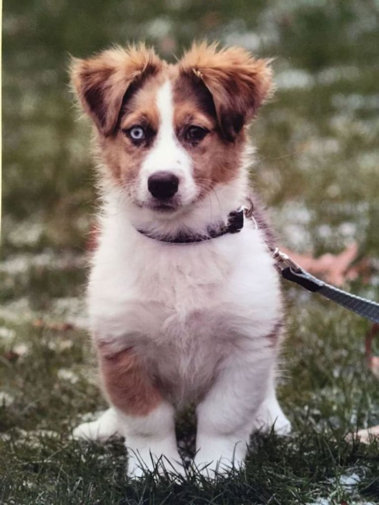 Skylar, an Australian Shepherd and Basset Hound mix tested with EmbarkVet.com