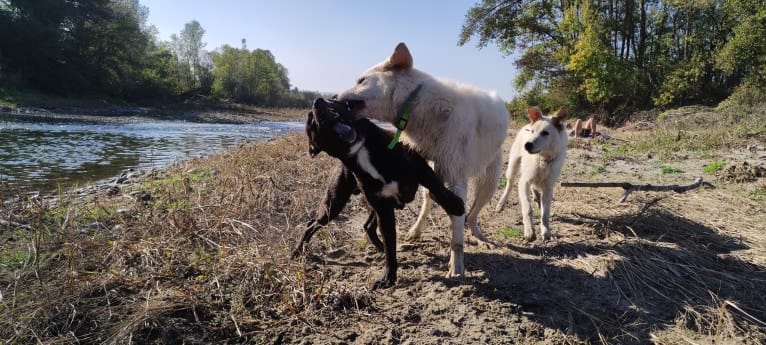 Akira, an Eastern European Village Dog tested with EmbarkVet.com