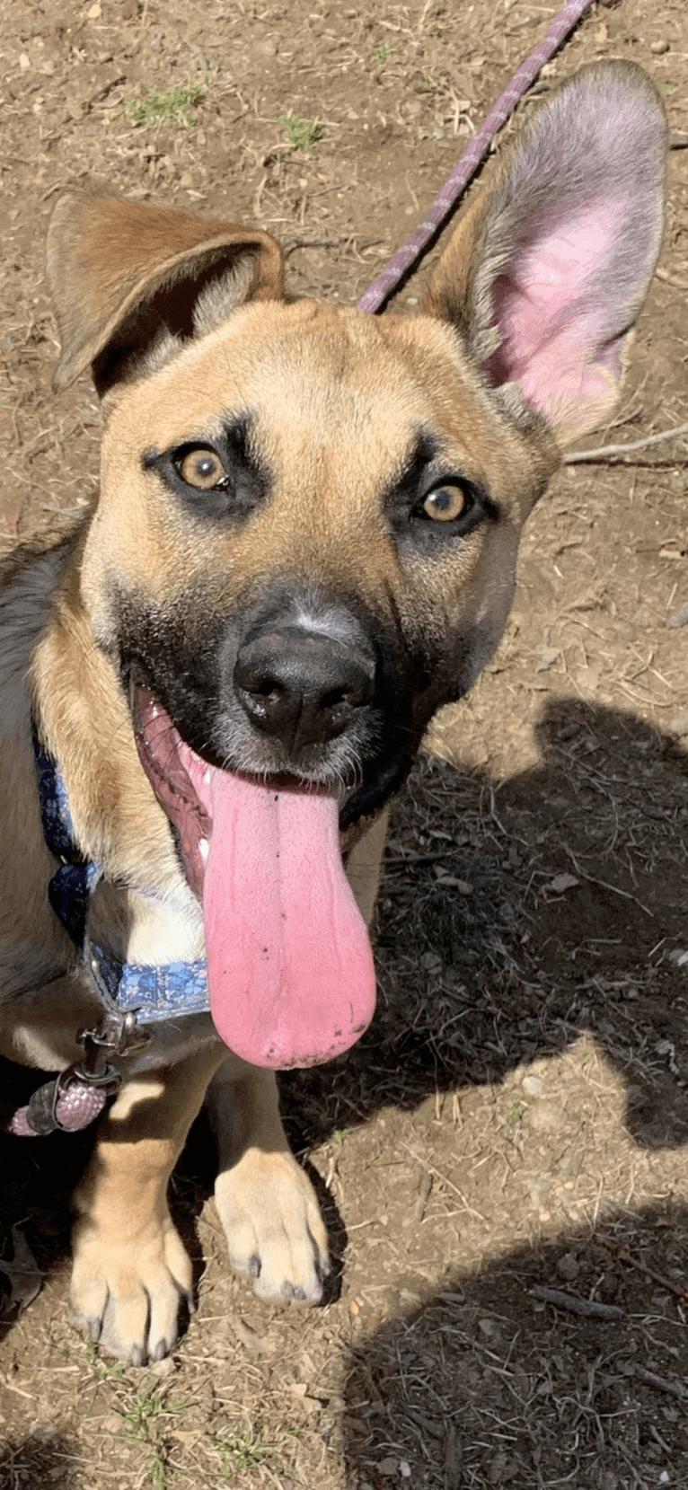 Nova, an American Pit Bull Terrier and German Shepherd Dog mix tested with EmbarkVet.com