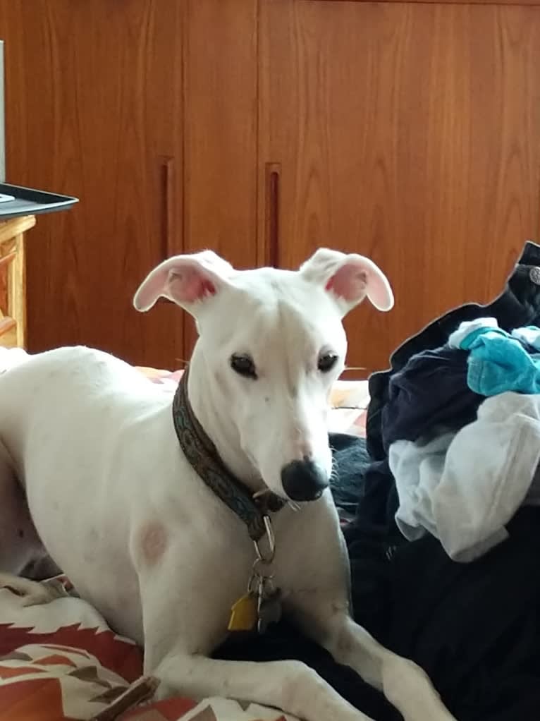 Wilson, a Whippet tested with EmbarkVet.com