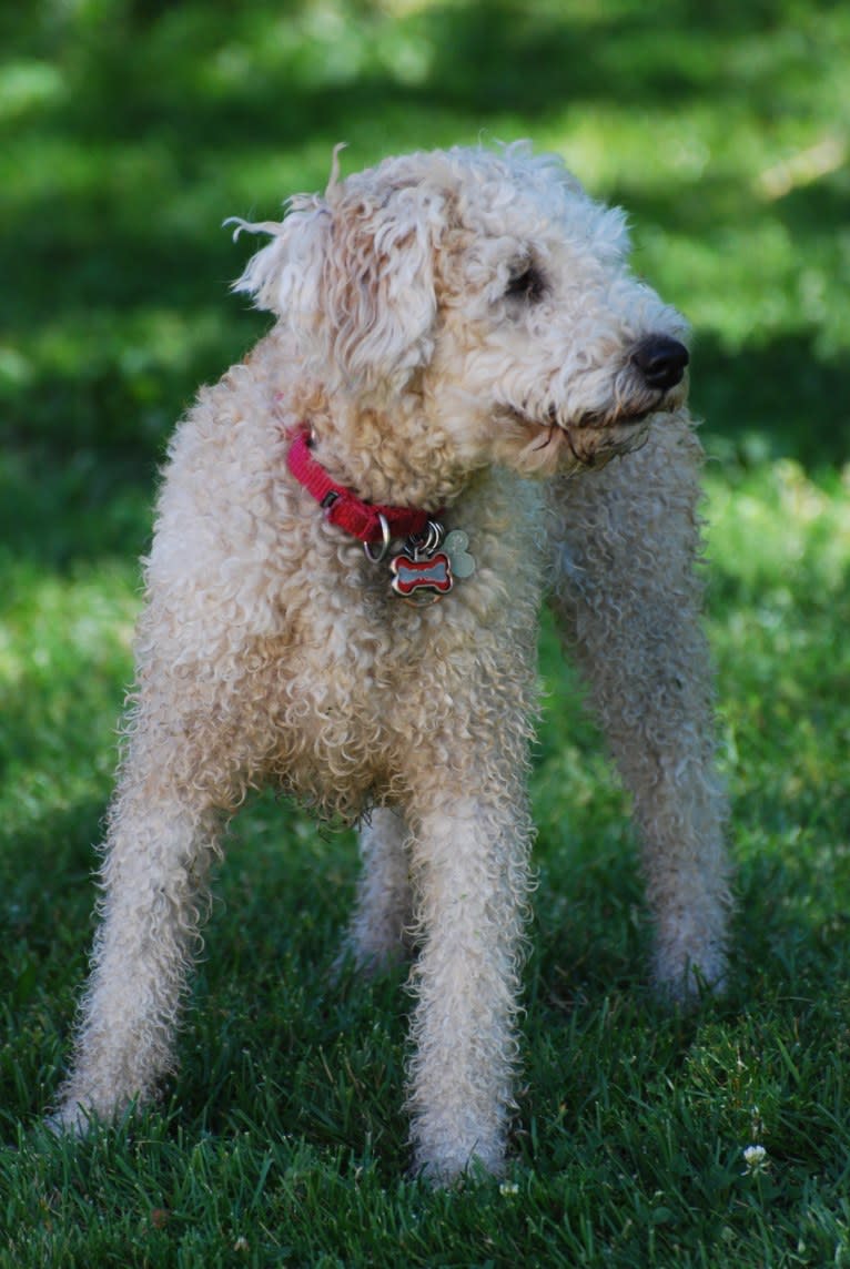 Fig, a Soft Coated Wheaten Terrier and Miniature Schnauzer mix tested with EmbarkVet.com
