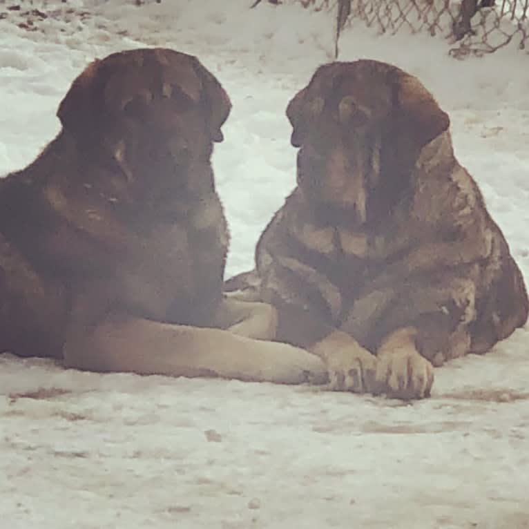 Tiles de Abelgas (Cabo), a Spanish Mastiff tested with EmbarkVet.com