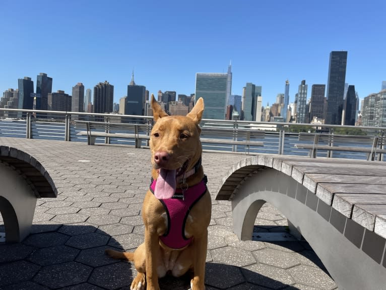 Lavender, an American Pit Bull Terrier and Chow Chow mix tested with EmbarkVet.com