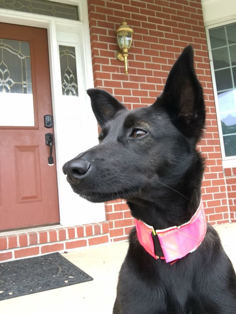 Pippy, a Boxer and German Shepherd Dog mix tested with EmbarkVet.com