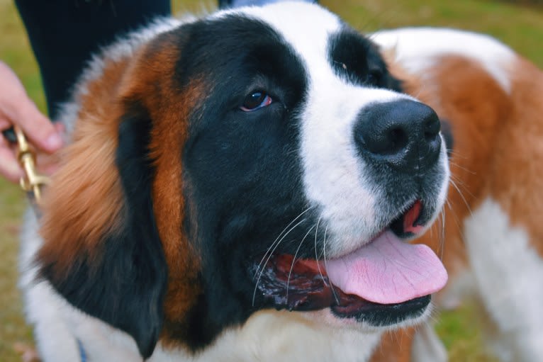 Sadie, a Saint Bernard tested with EmbarkVet.com