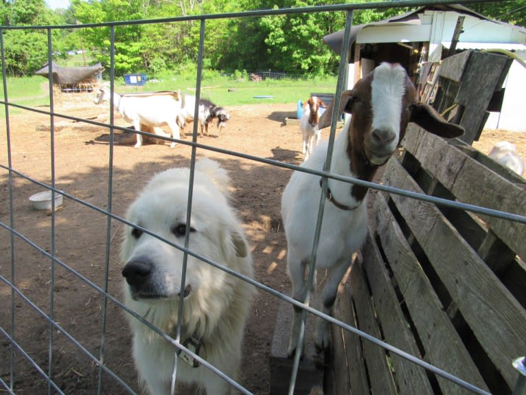 Moose, a Great Pyrenees tested with EmbarkVet.com