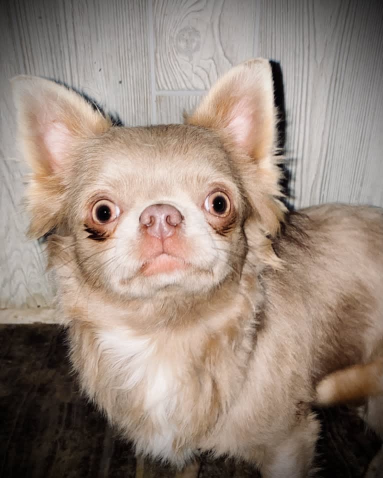 Orvi, a Chihuahua tested with EmbarkVet.com