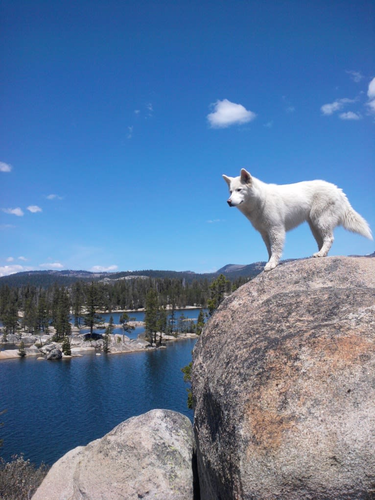 Meeshka, a Siberian Husky tested with EmbarkVet.com