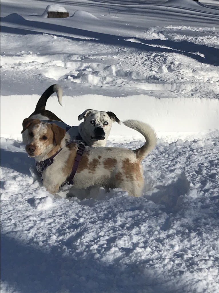 Leo, a Beagle and Brittany mix tested with EmbarkVet.com