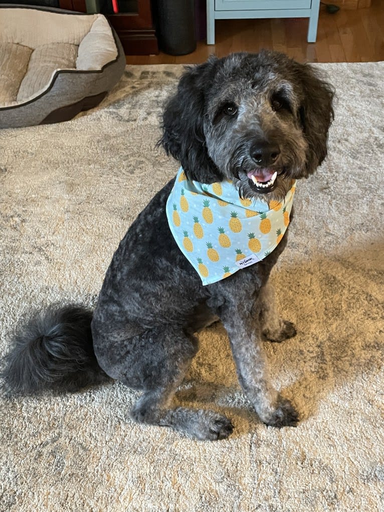 Millie, a Poodle (Standard) and Australian Shepherd mix tested with EmbarkVet.com