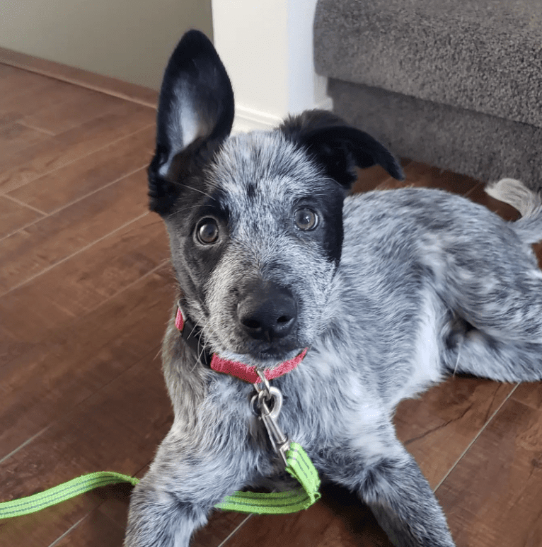 Apollo, a Border Collie and Australian Cattle Dog mix tested with EmbarkVet.com