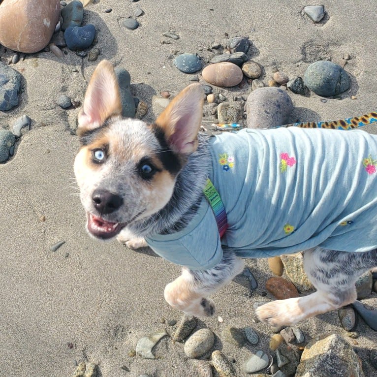 Flora, an Australian Cattle Dog and Siberian Husky mix tested with EmbarkVet.com