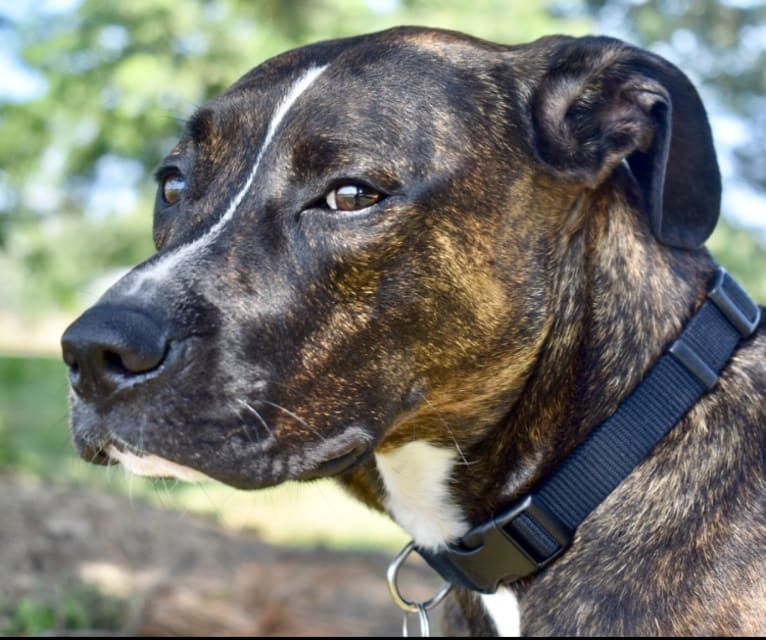 Tito, an American Pit Bull Terrier and American Staffordshire Terrier mix tested with EmbarkVet.com