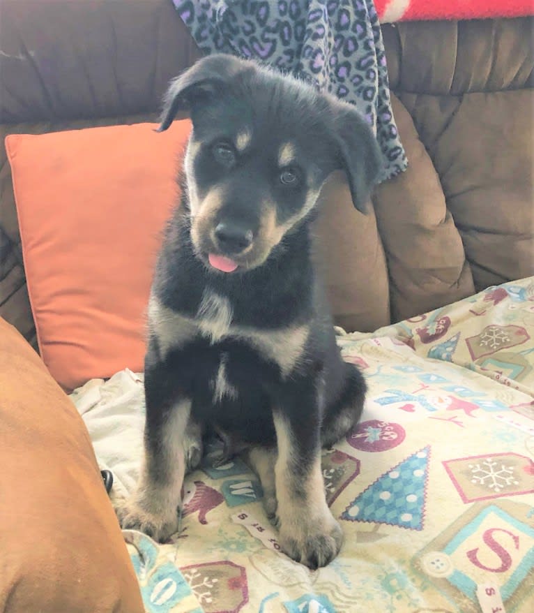 River, a Siberian Husky and Poodle (Standard) mix tested with EmbarkVet.com