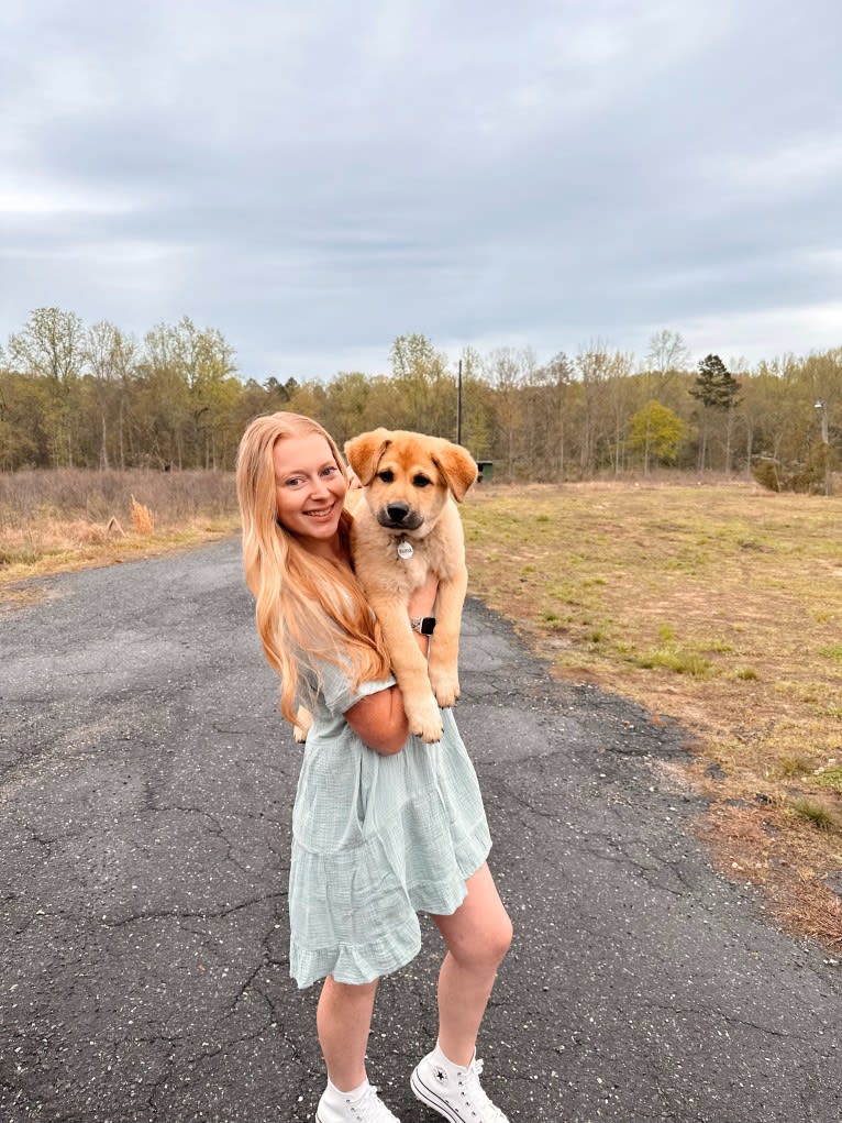 Maverick, a Great Pyrenees and German Shepherd Dog mix tested with EmbarkVet.com