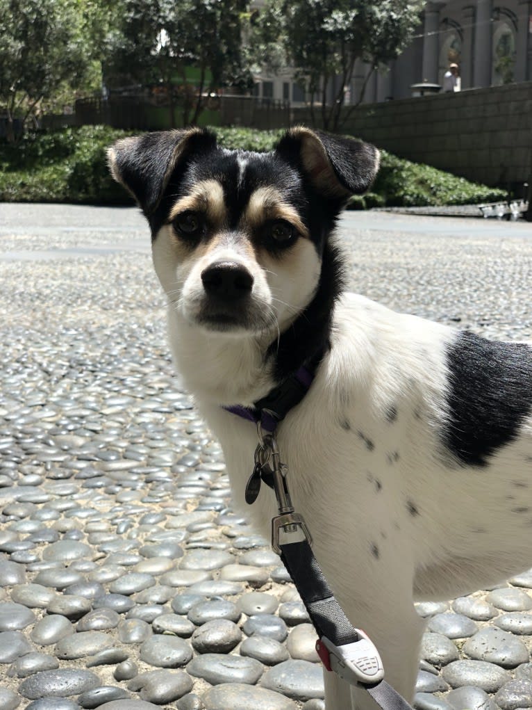 Daxter, a Chihuahua and American Eskimo Dog mix tested with EmbarkVet.com