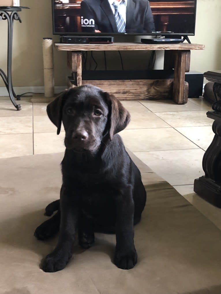 Gabbi, a Labrador Retriever tested with EmbarkVet.com