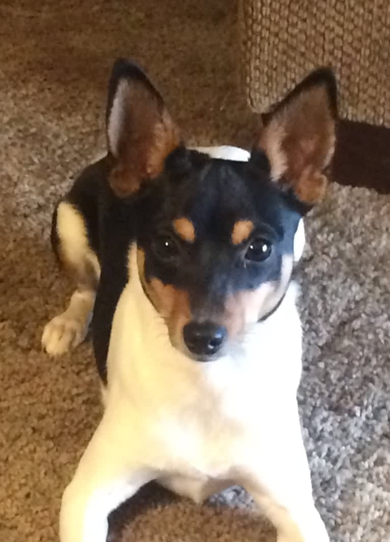 YRR Violet, a Toy Fox Terrier tested with EmbarkVet.com